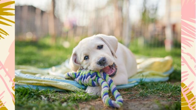 puppy