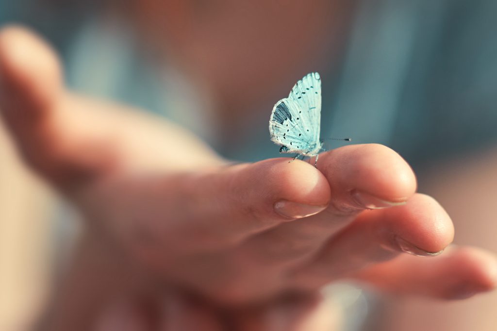 butterfly on finger