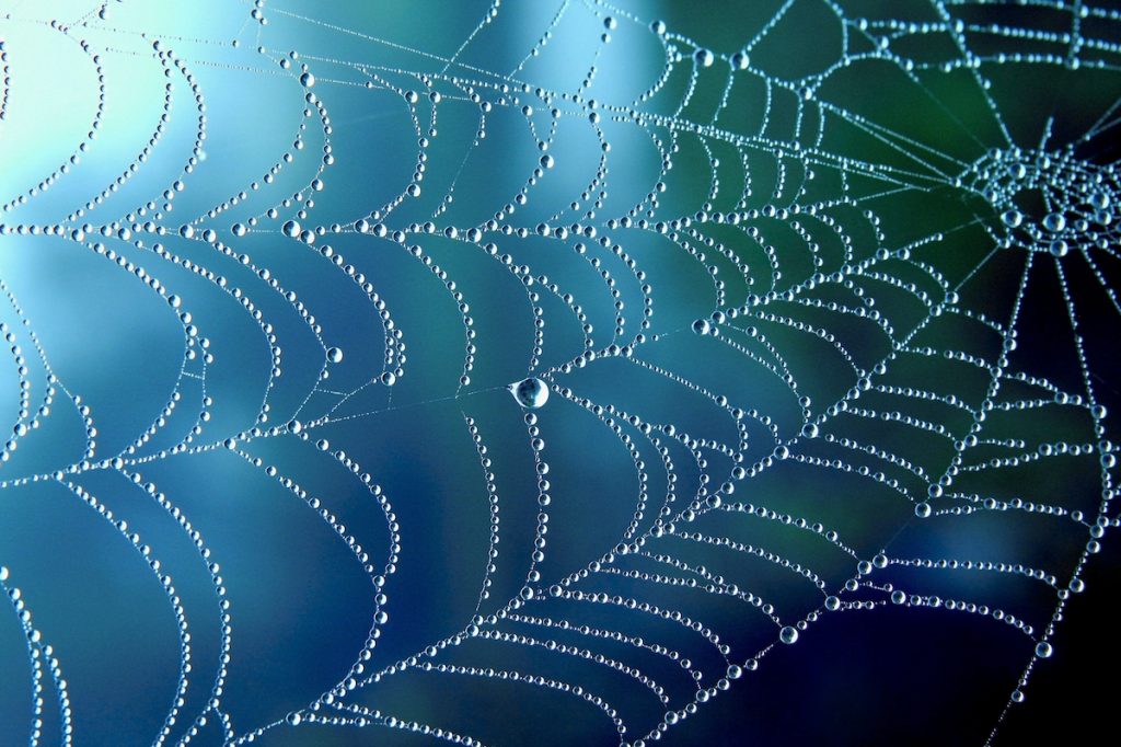 spiderweb